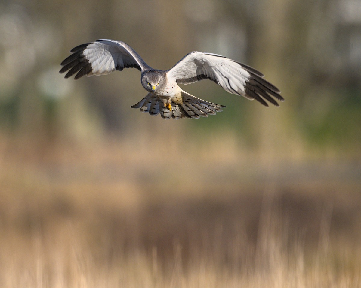 Northern Harrier - ML649370738