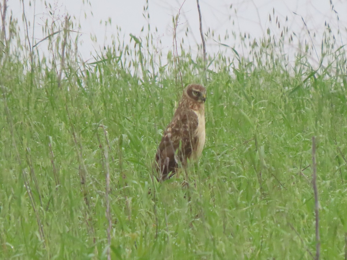 Northern Harrier - ML649370750