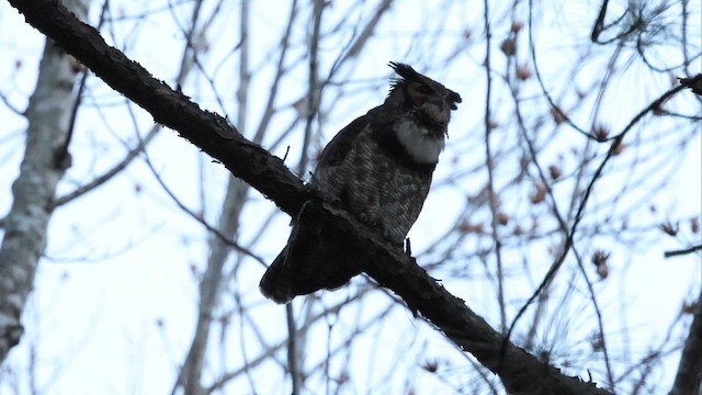 Great Horned Owl - ML649370846