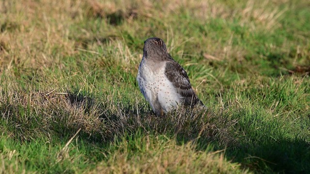 アメリカハイイロチュウヒ - ML649370848