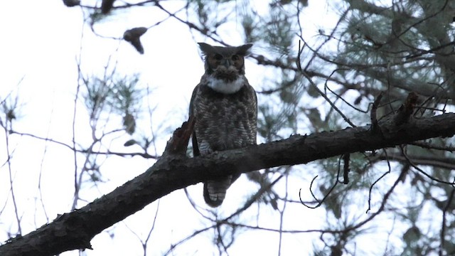 Great Horned Owl - ML649370863