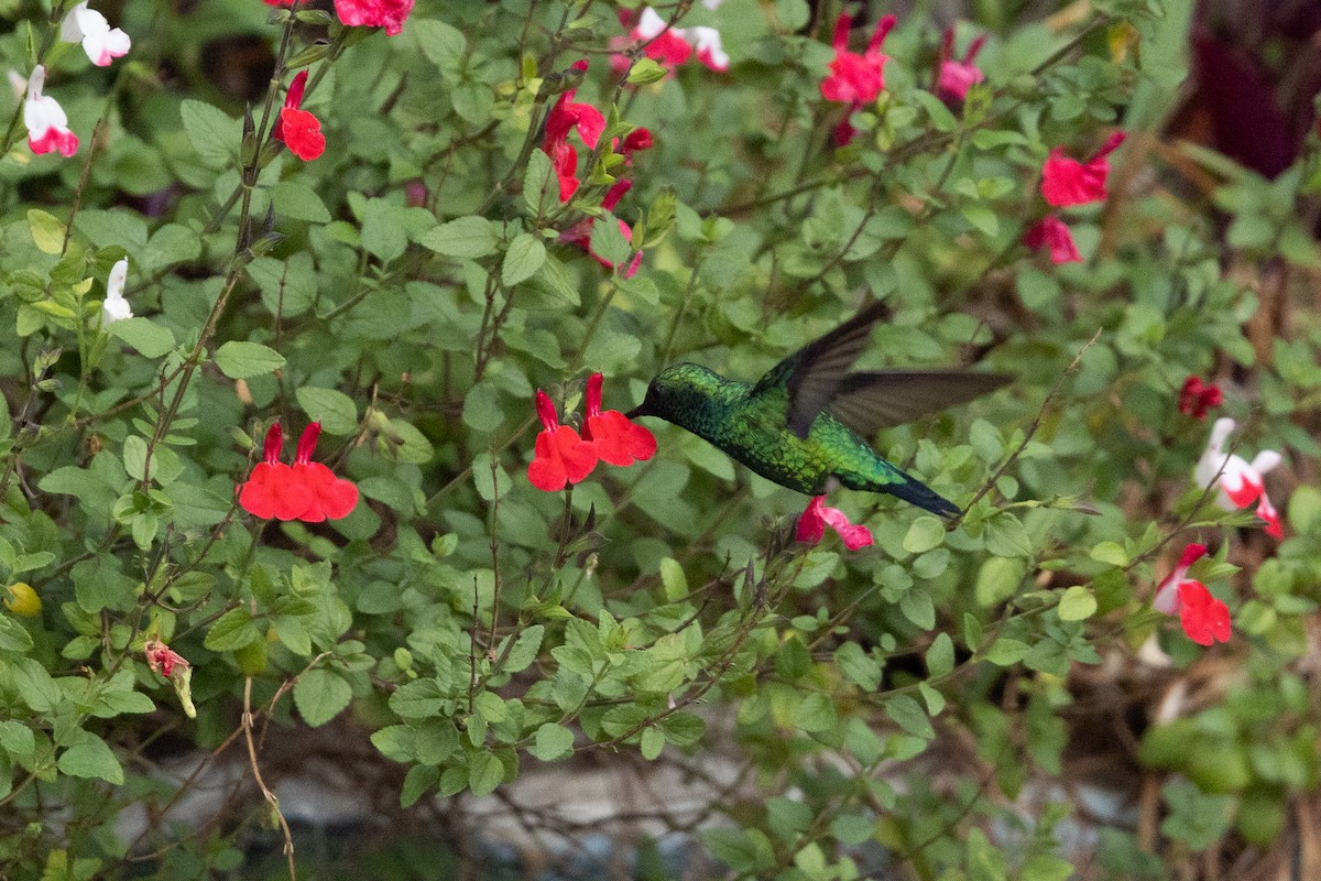 Émeraude à bec noir - ML649371015