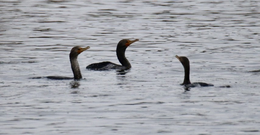Cormoran à aigrettes - ML649371023