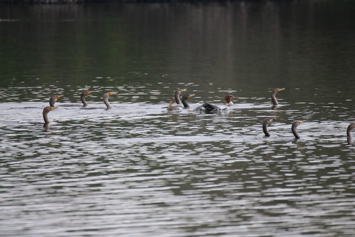 Cormoran à aigrettes - ML649371024