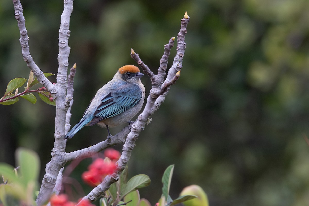 Calliste vitriolin - ML649371056