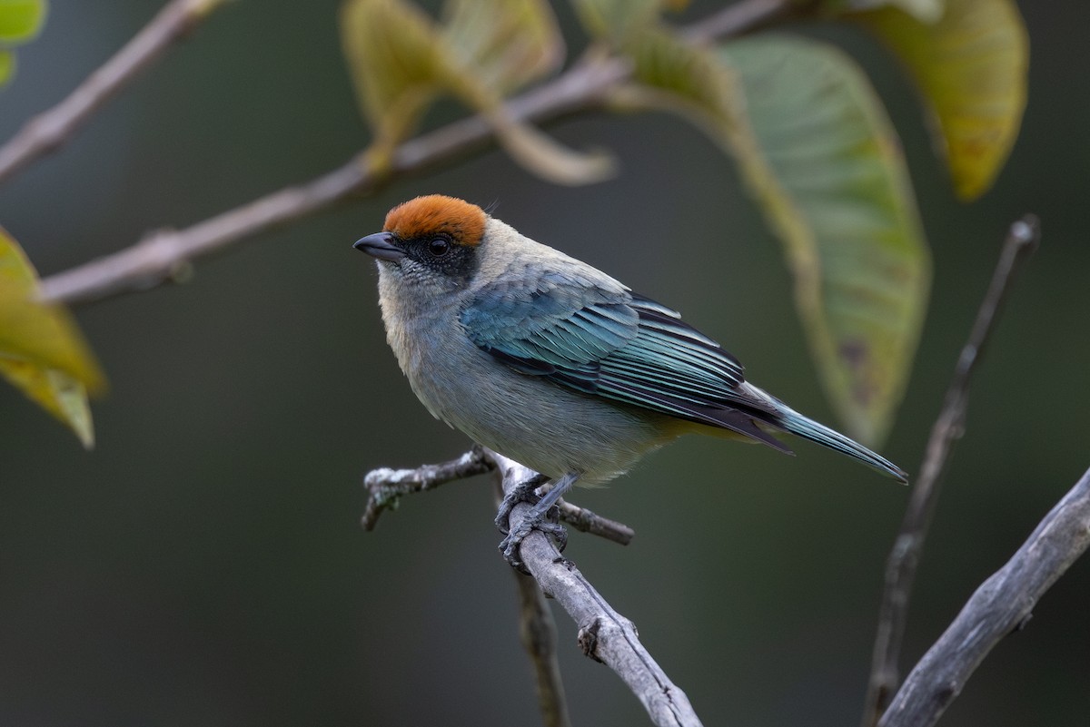 Calliste vitriolin - ML649371057