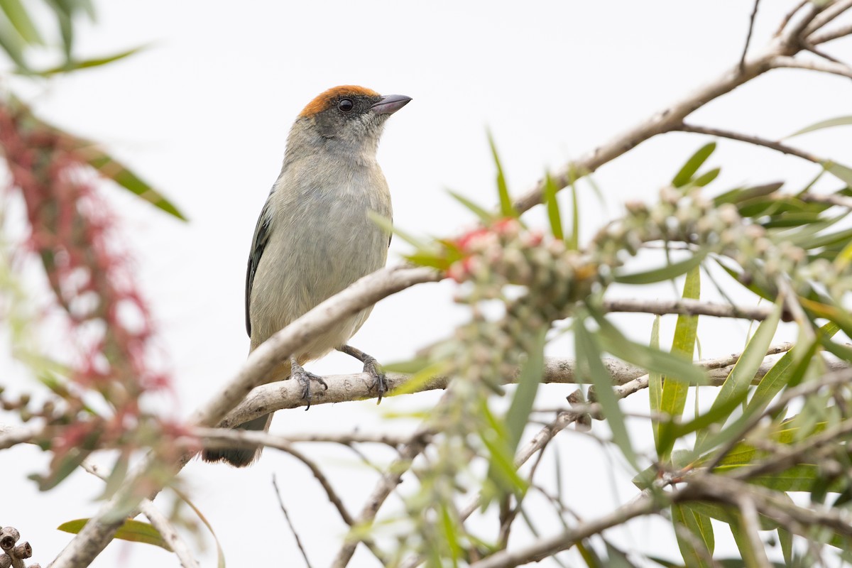 Calliste vitriolin - ML649371059