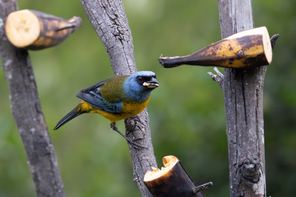 Tangara fourchu - ML649371067