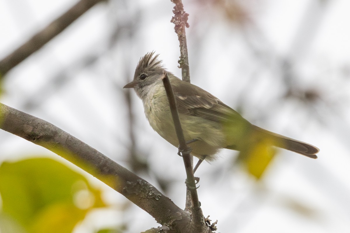 Élénie à ventre jaune - ML649371078