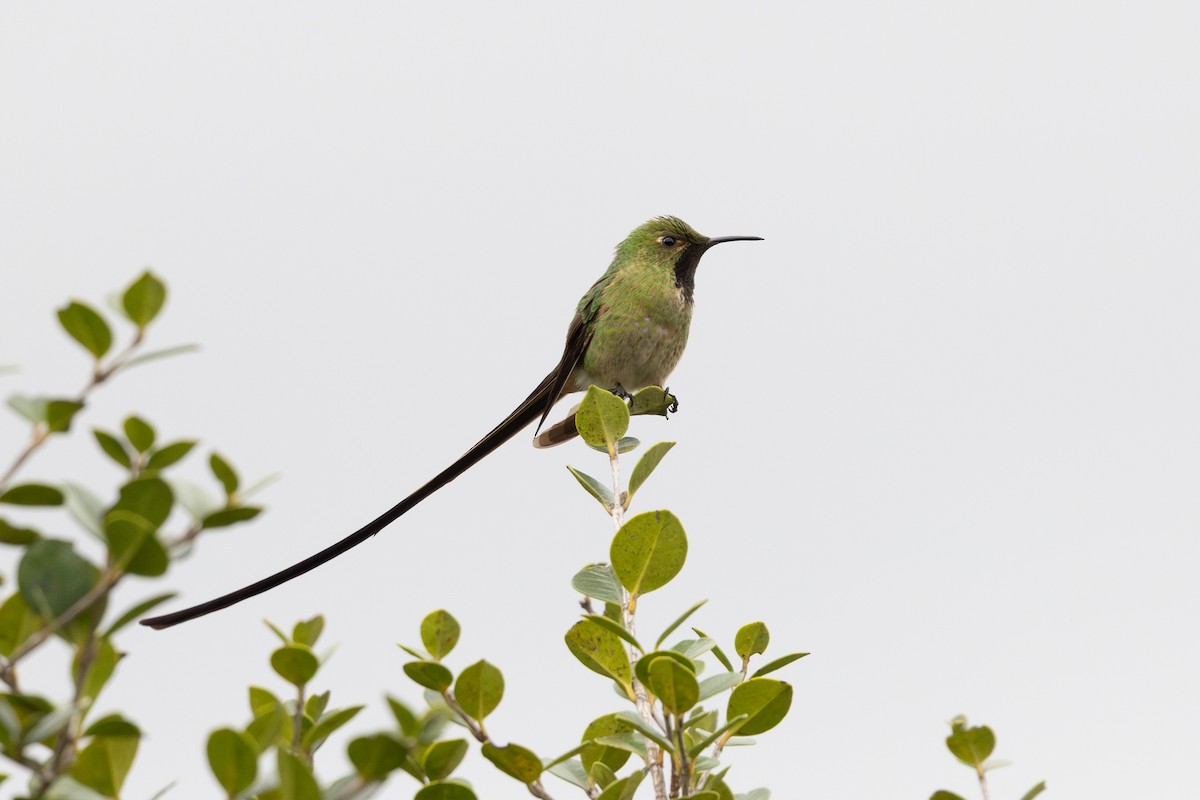 Porte-traîne lesbie - ML649371099