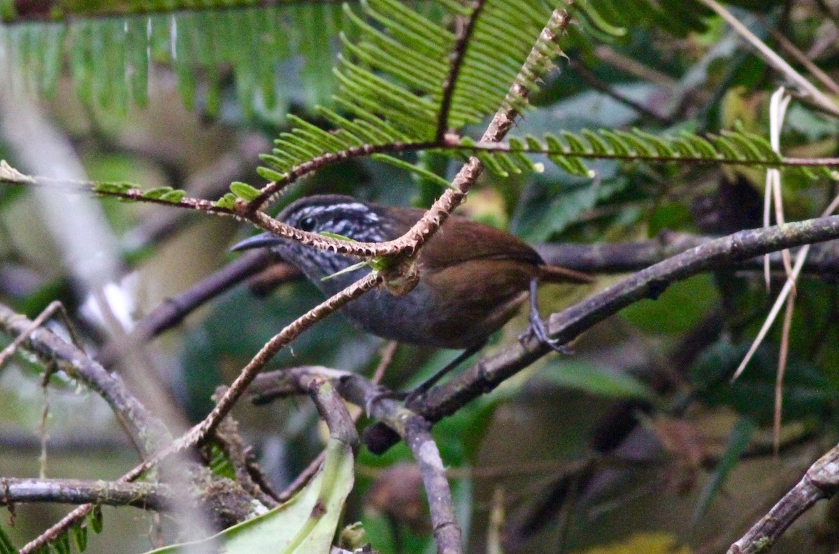 Gray-breasted Wood-Wren - ML64937111