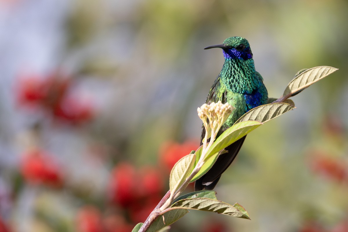 Colibri d'Anaïs - ML649371115