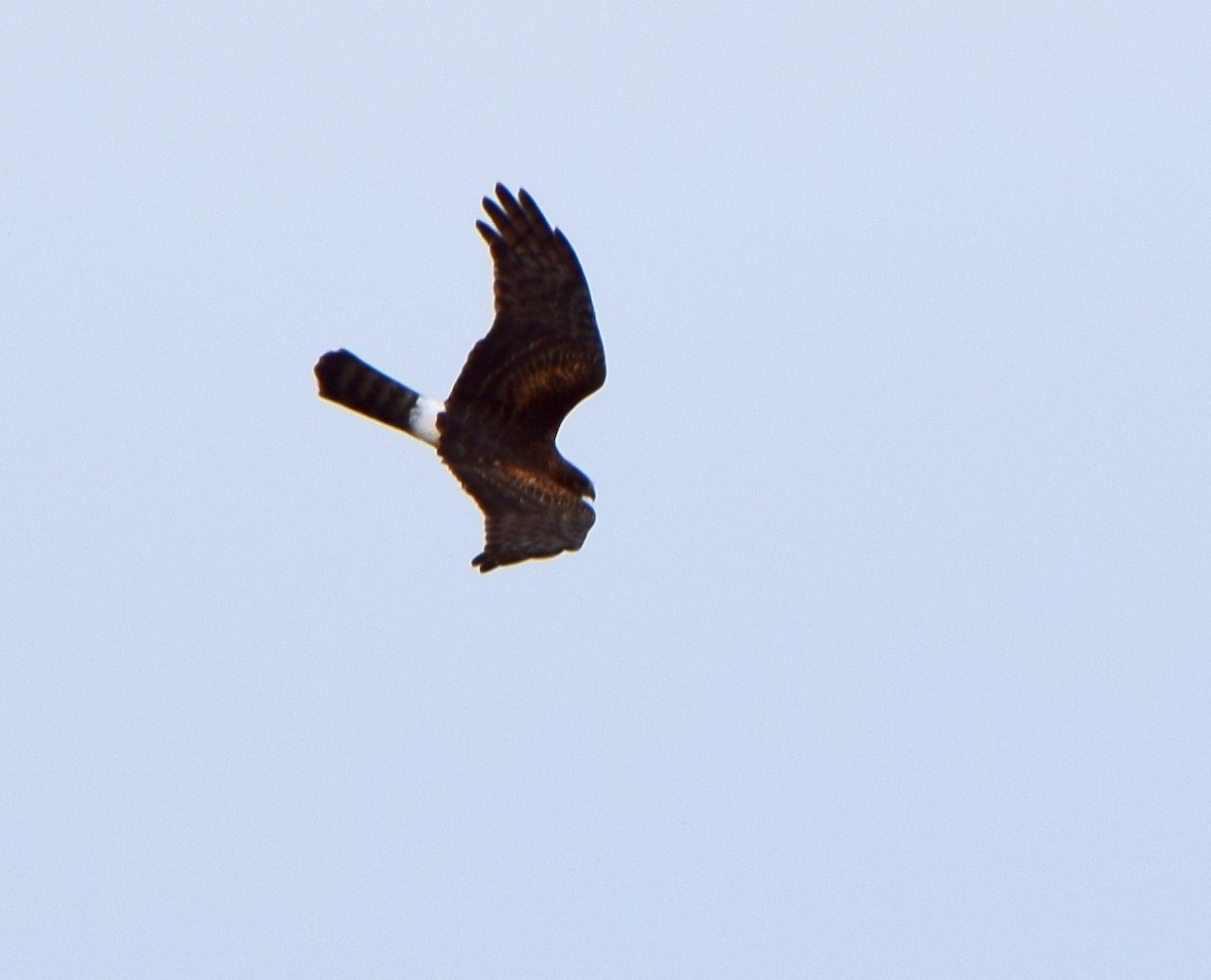 Northern Harrier - ML649371396