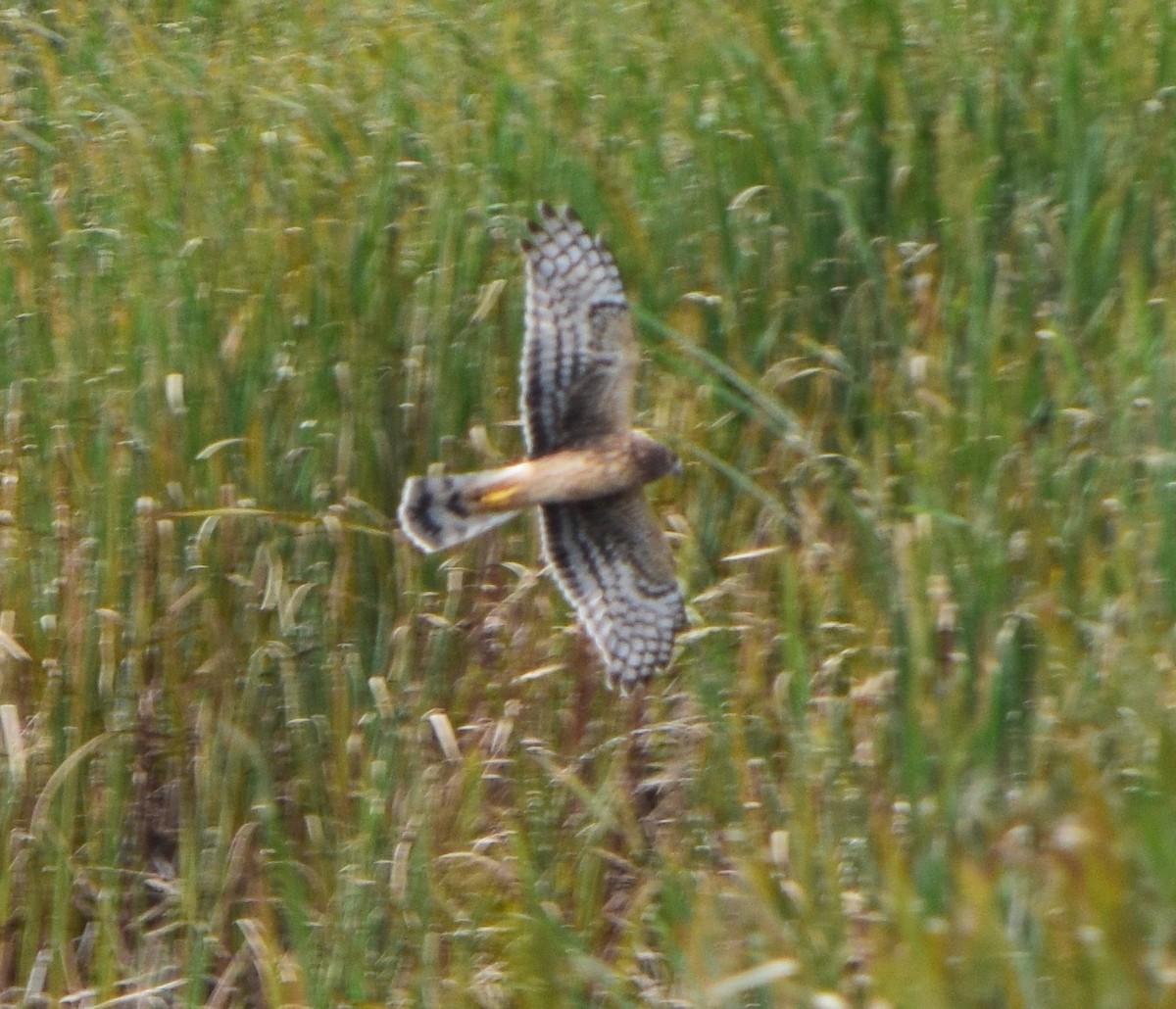 Northern Harrier - ML649371397