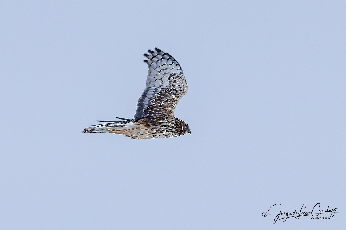 Northern Harrier - ML649371866