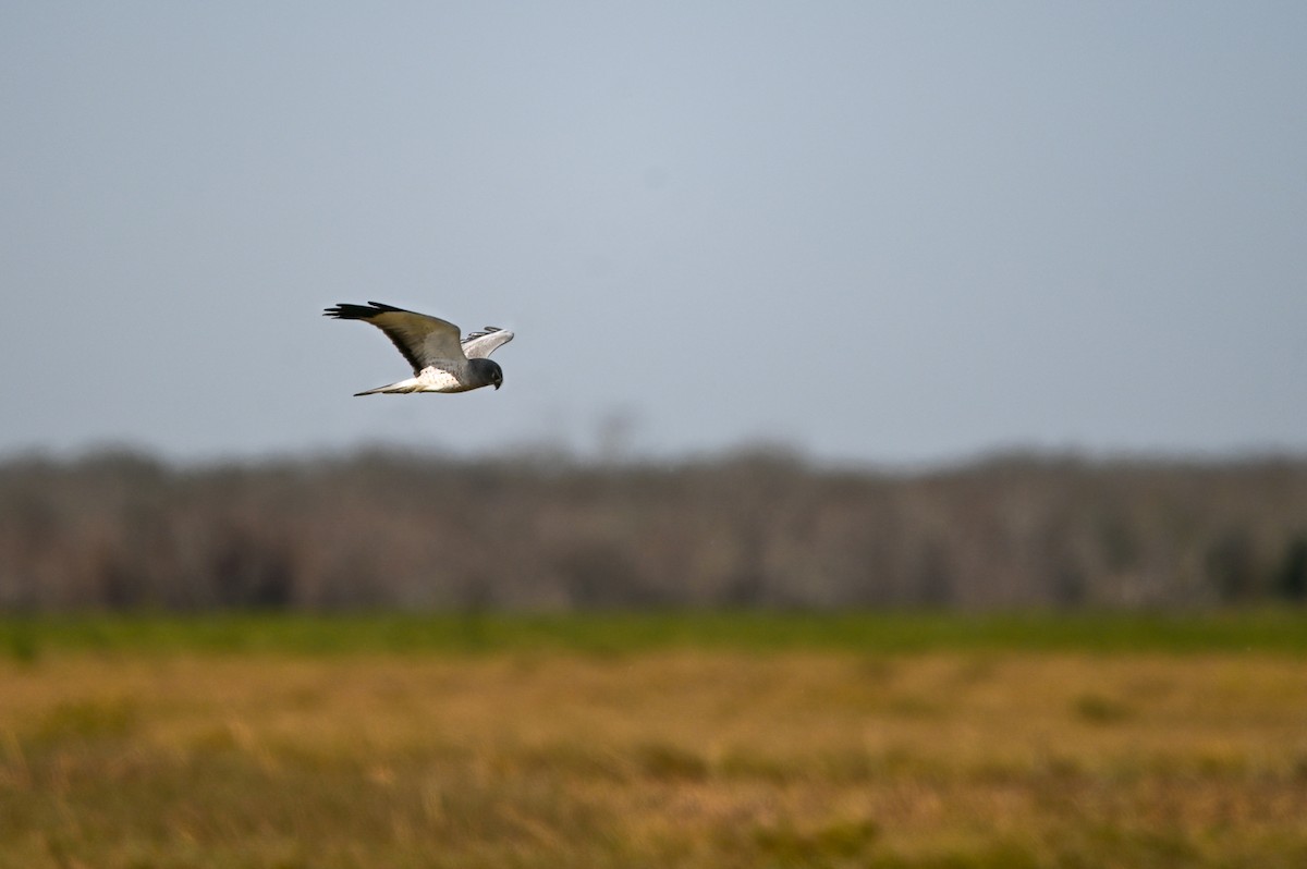 Northern Harrier - ML649371929