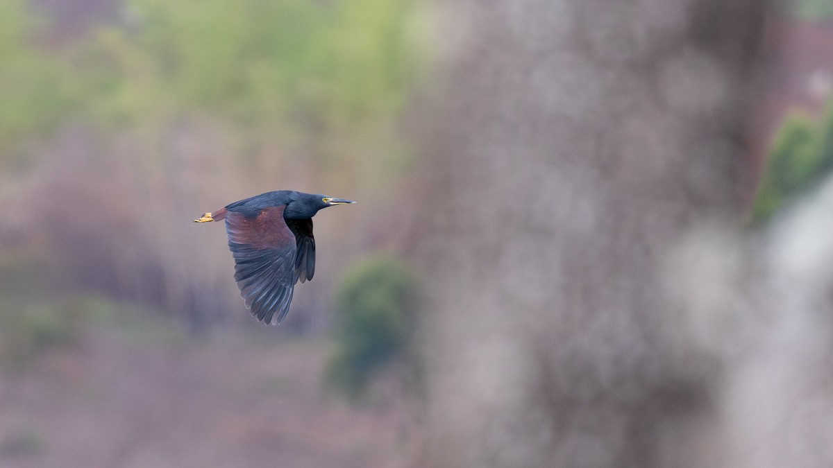 Crabier à ventre roux - ML649371937