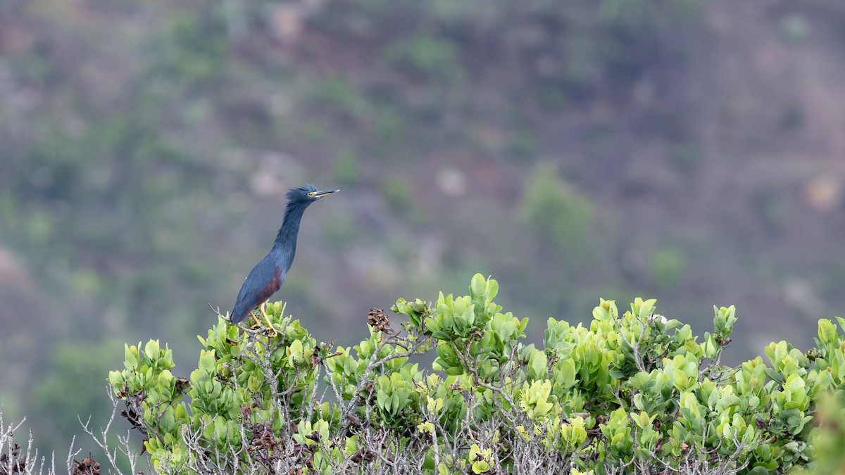 Crabier à ventre roux - ML649371938