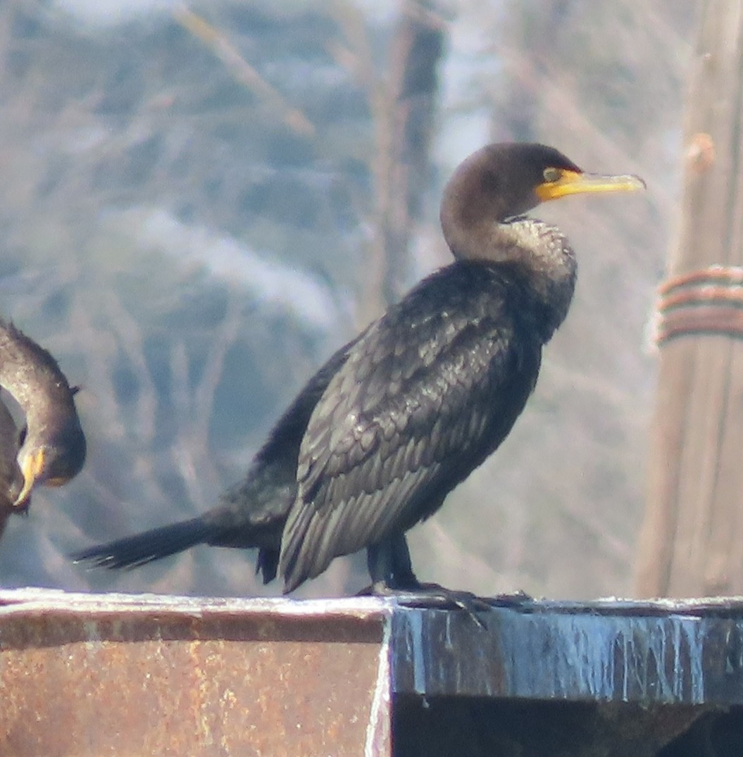 Cormoran à aigrettes - ML649372178