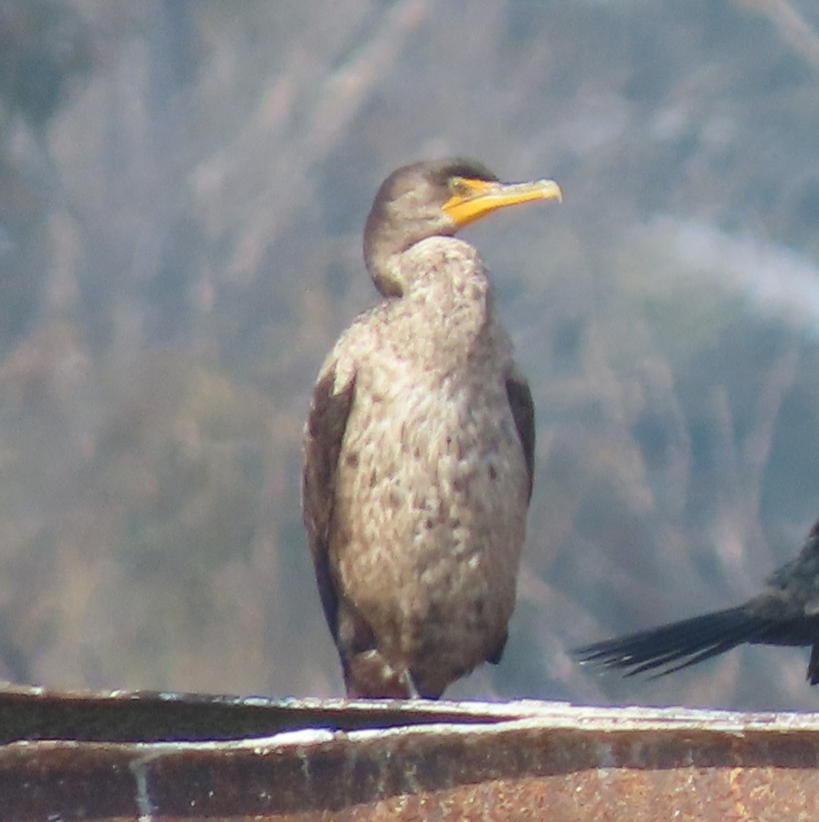 Cormoran à aigrettes - ML649372202
