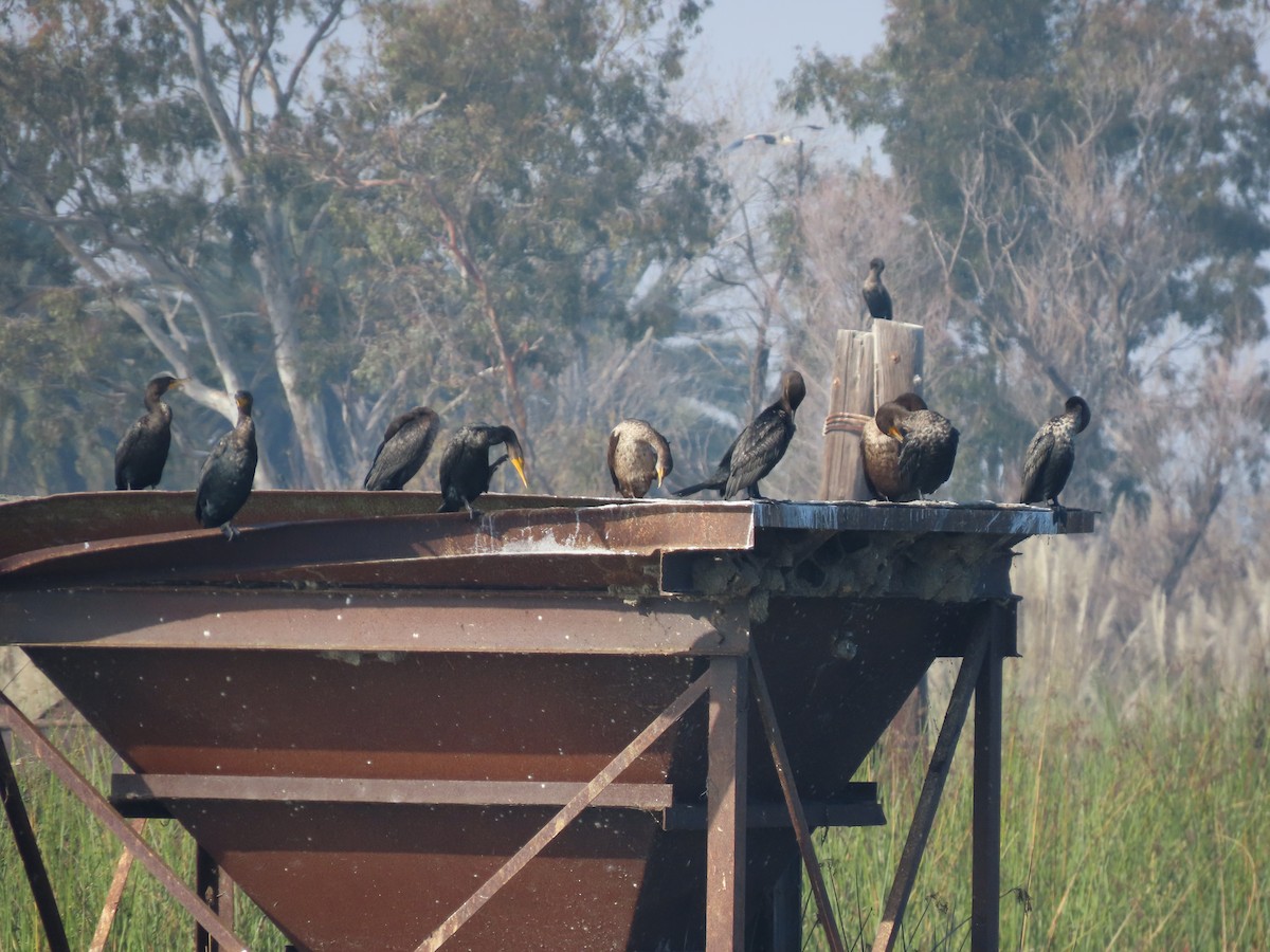 Cormoran à aigrettes - ML649372204