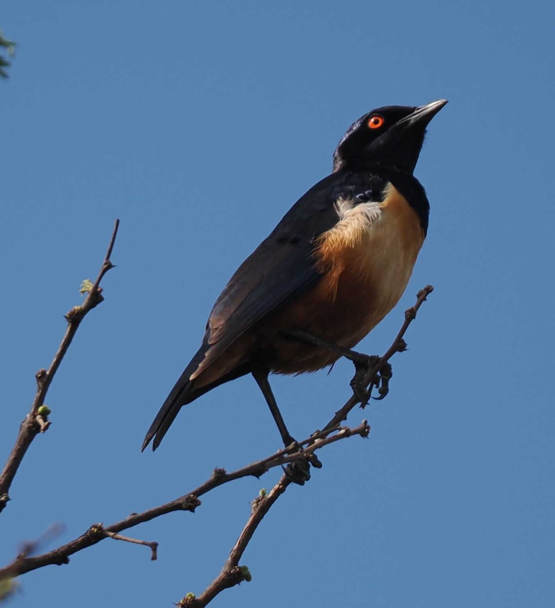 Hildebrandt's Starling - ML649372384