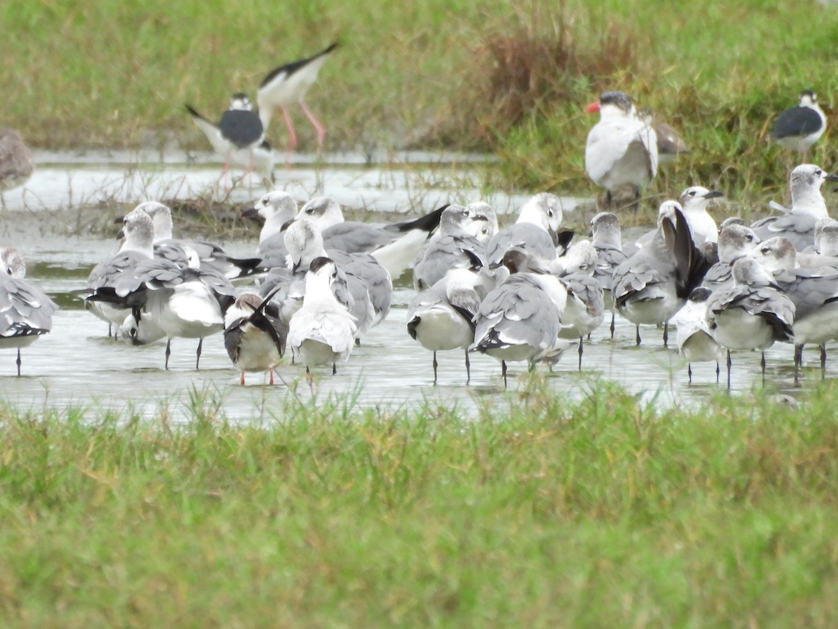 Gabbiano sghignazzante - ML649372462