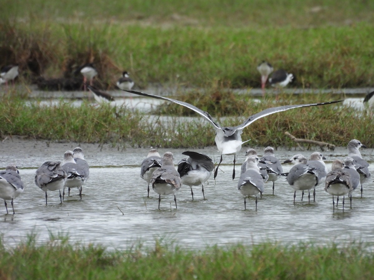 Gabbiano sghignazzante - ML649372463