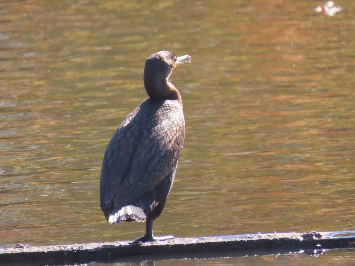 Cormoran à aigrettes - ML649372506