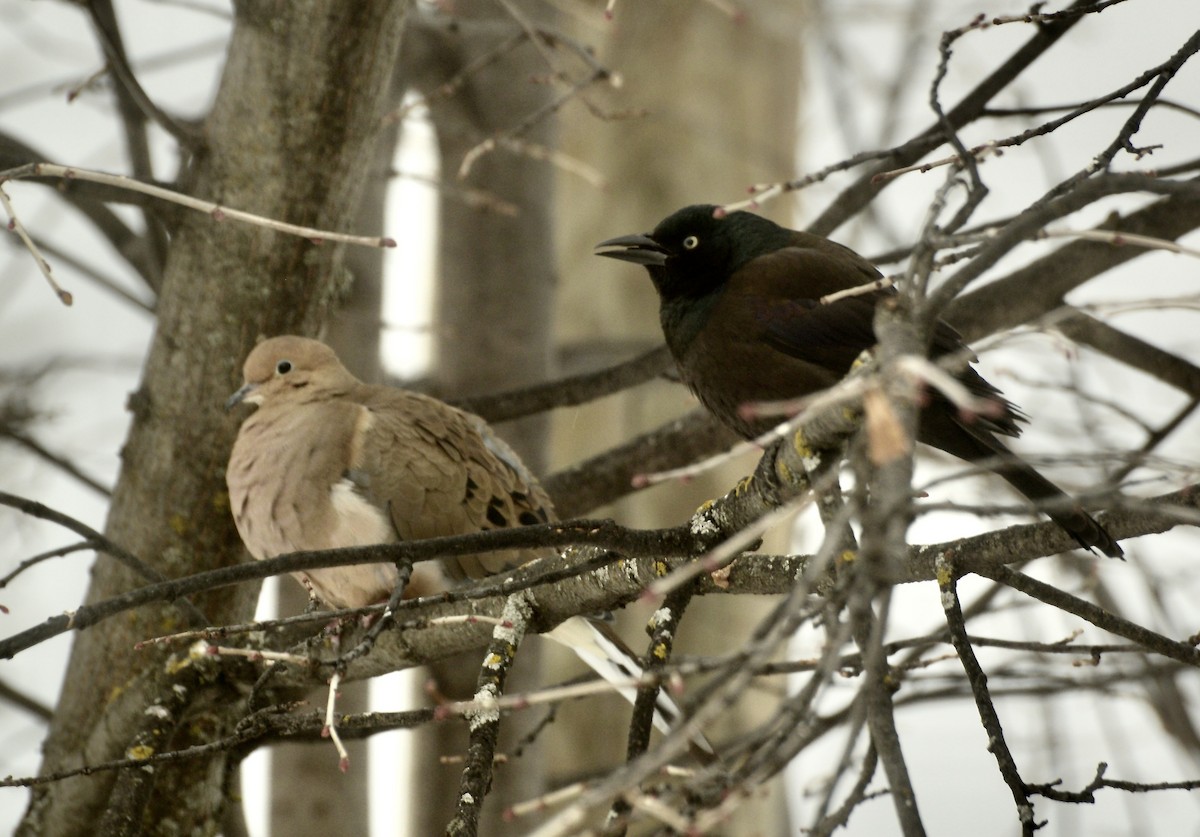 Common Grackle - ML649372626