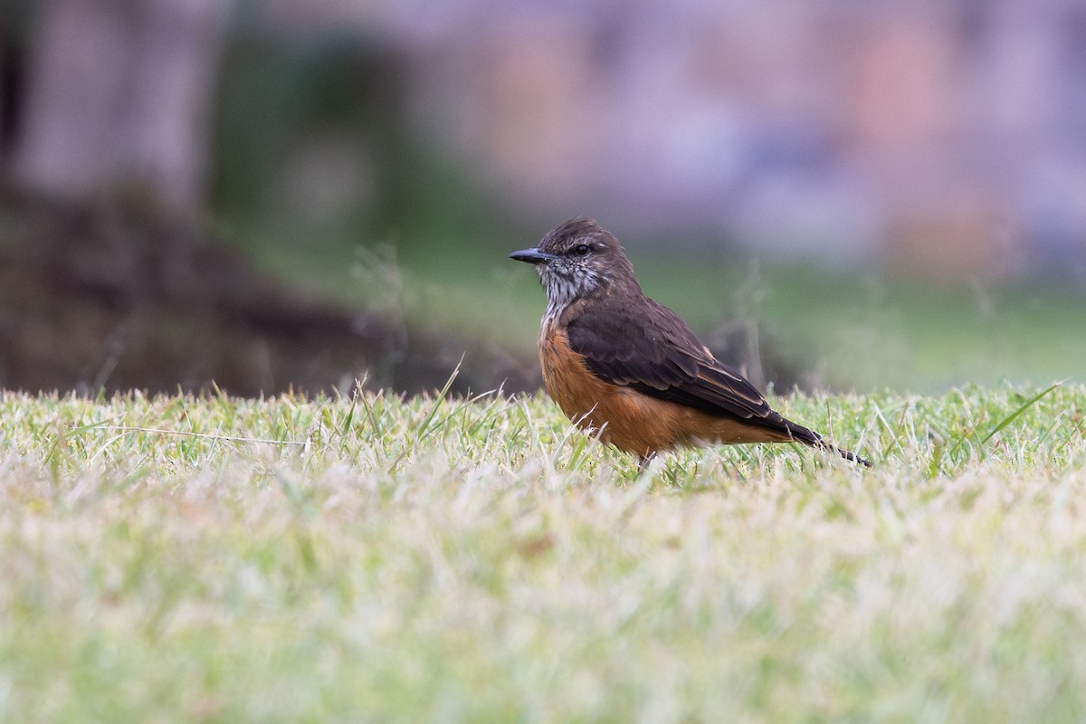 Moucherolle à gorge rayée - ML649372646