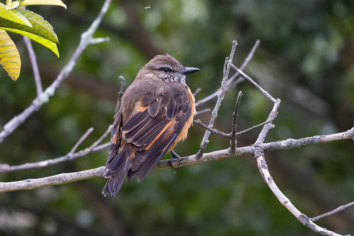 Moucherolle à gorge rayée - ML649372647