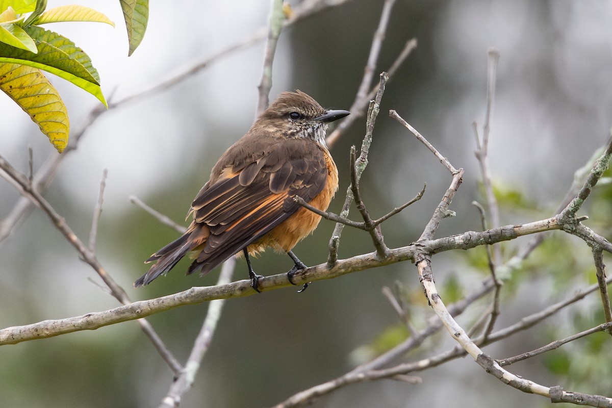 Moucherolle à gorge rayée - ML649372648