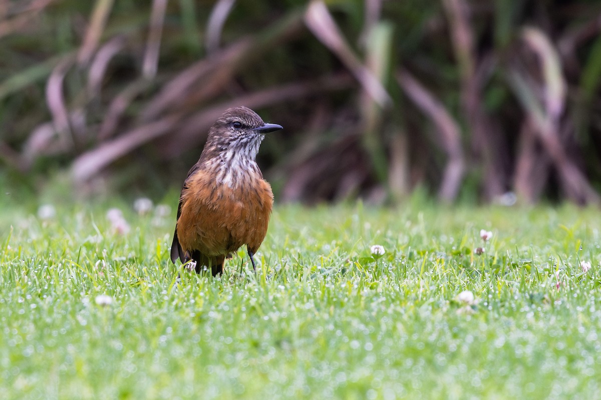 Moucherolle à gorge rayée - ML649372649