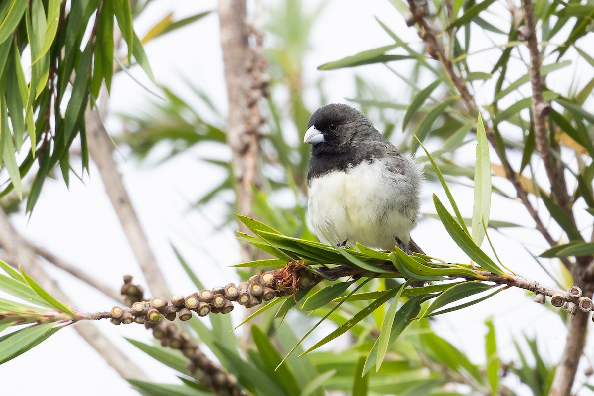 Sporophile à ventre jaune - ML649372707