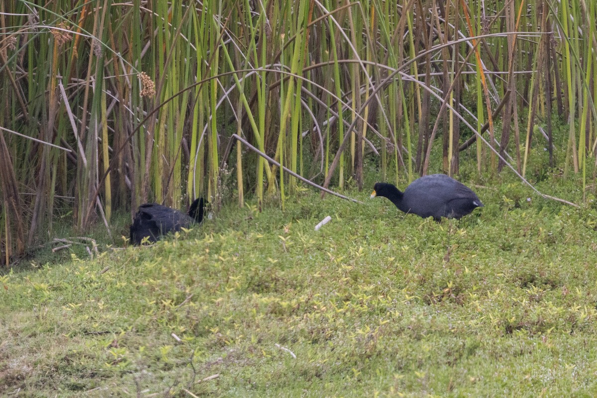Foulque ardoisée - ML649372737