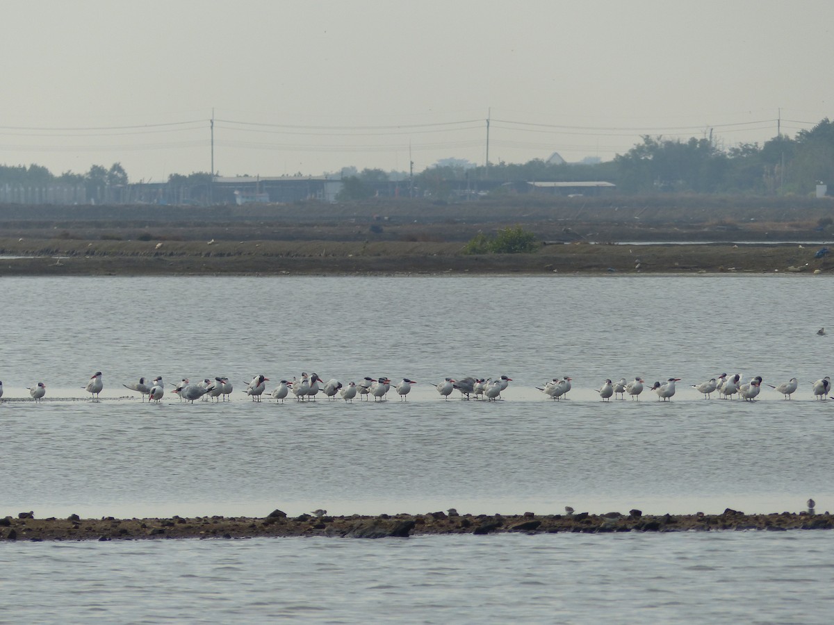 Caspian Tern - ML649372746