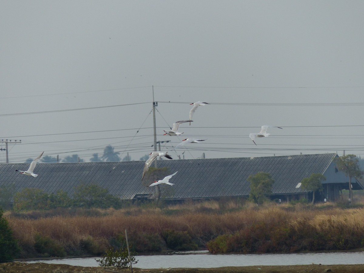 Caspian Tern - ML649372750