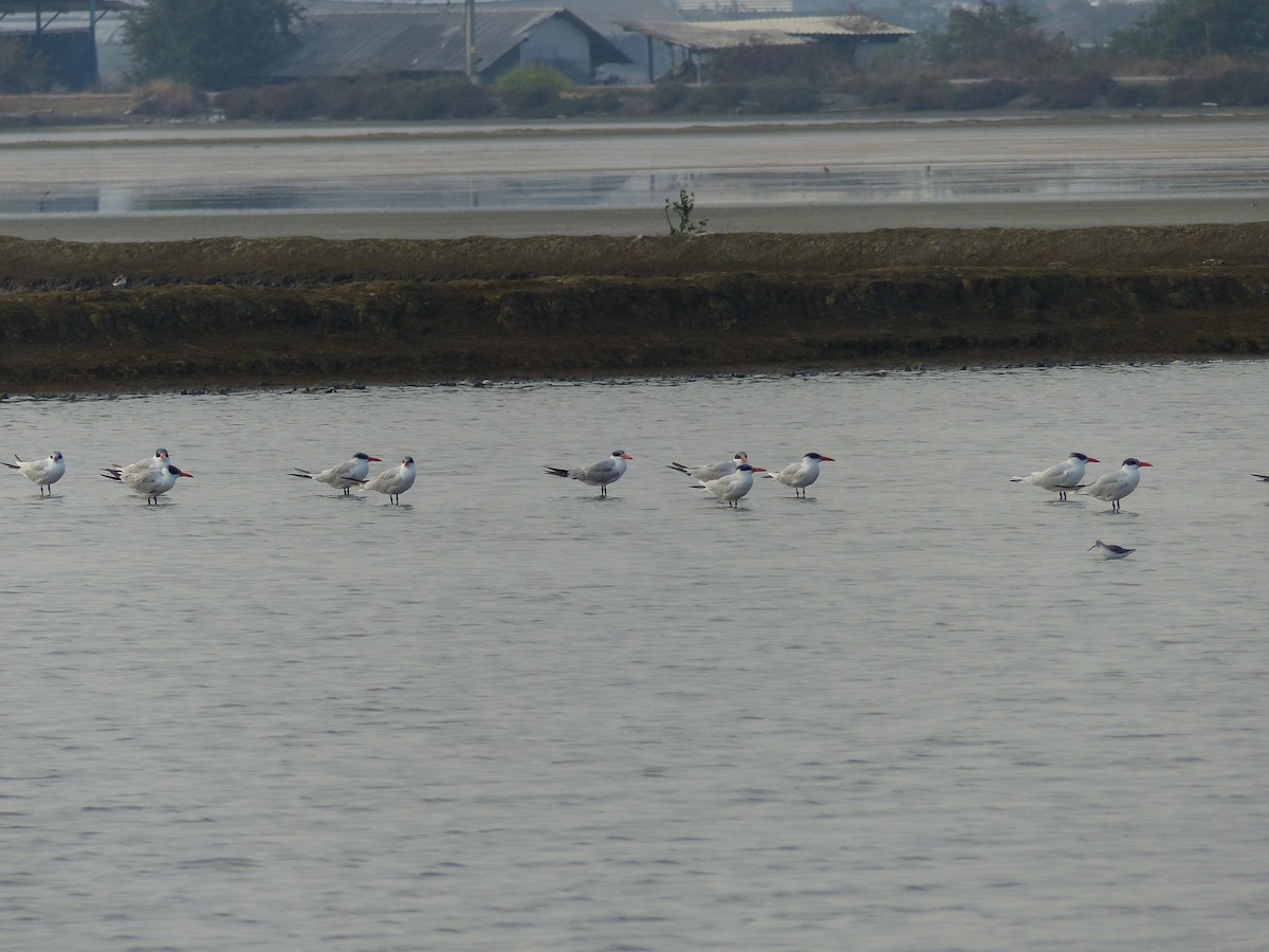 Caspian Tern - ML649372754