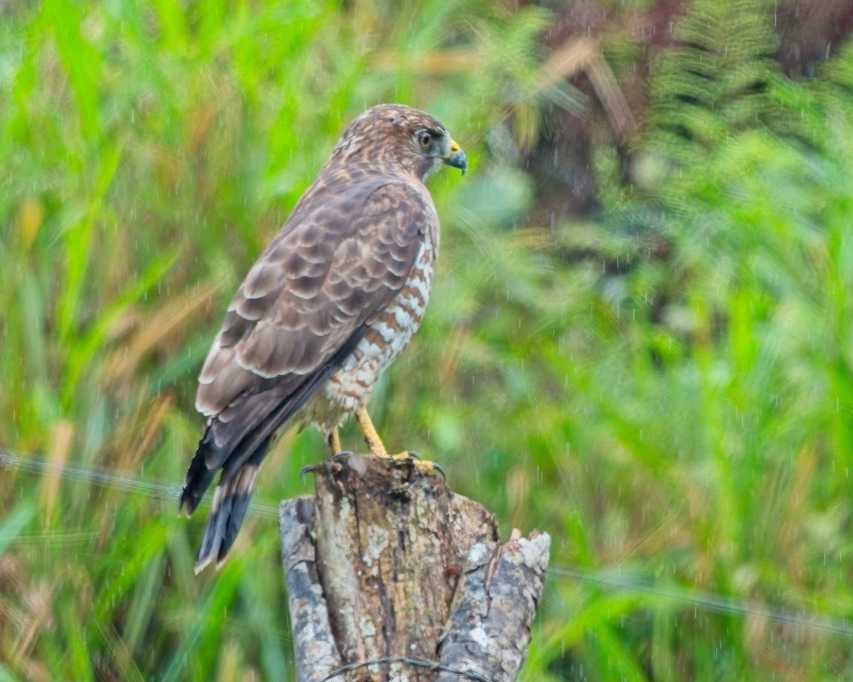 ハネビロノスリ - ML649372794