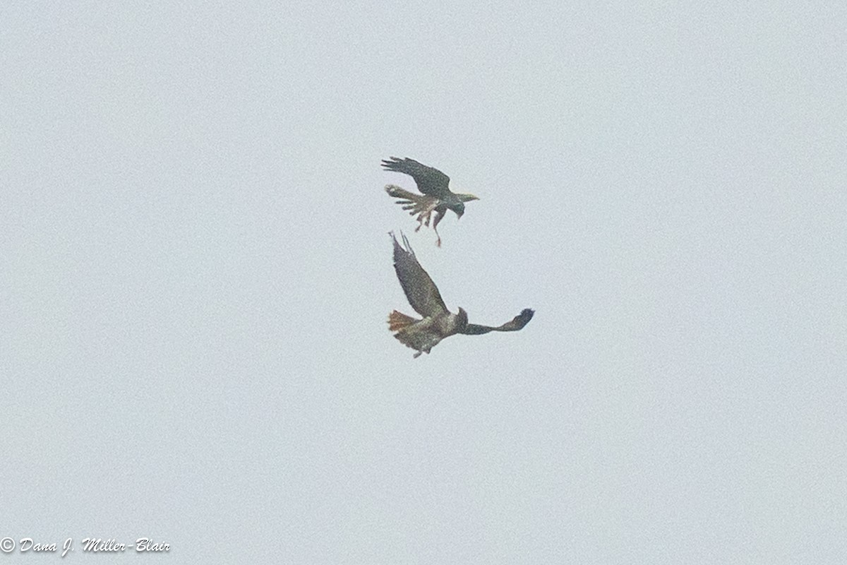 Northern Harrier - ML649372851