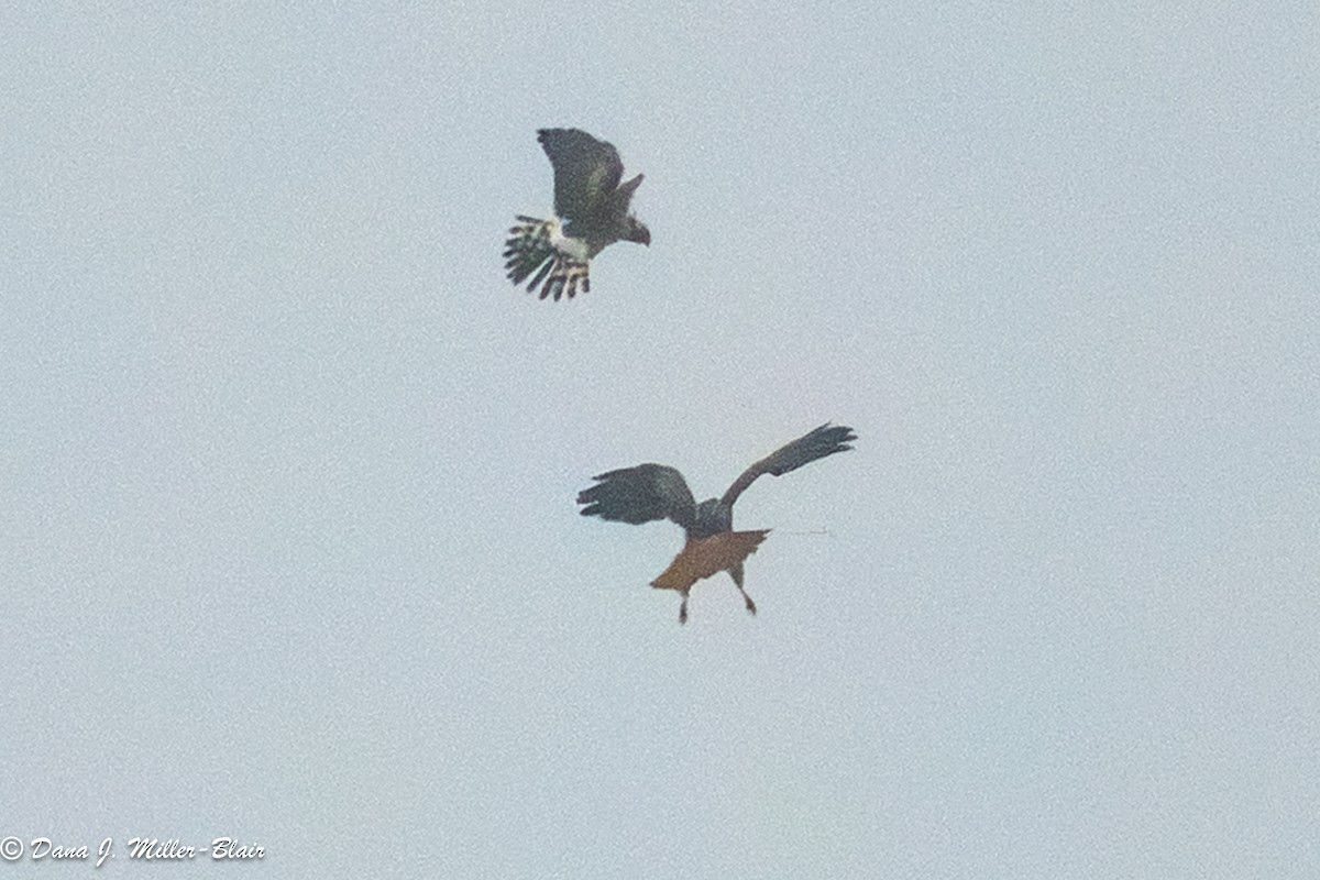 Northern Harrier - ML649372920