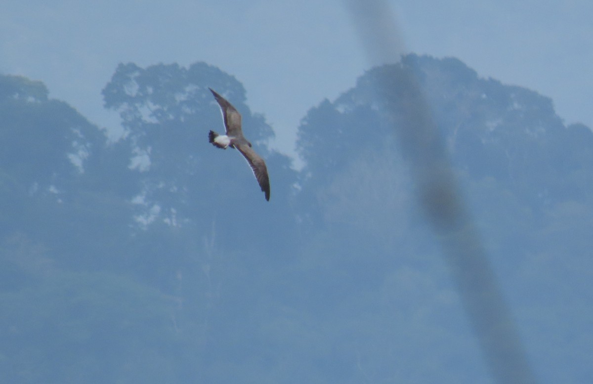 Gabbiano sghignazzante - ML649373071