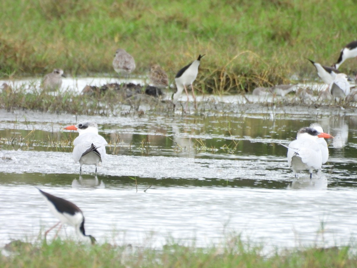 Caspian Tern - ML649373294