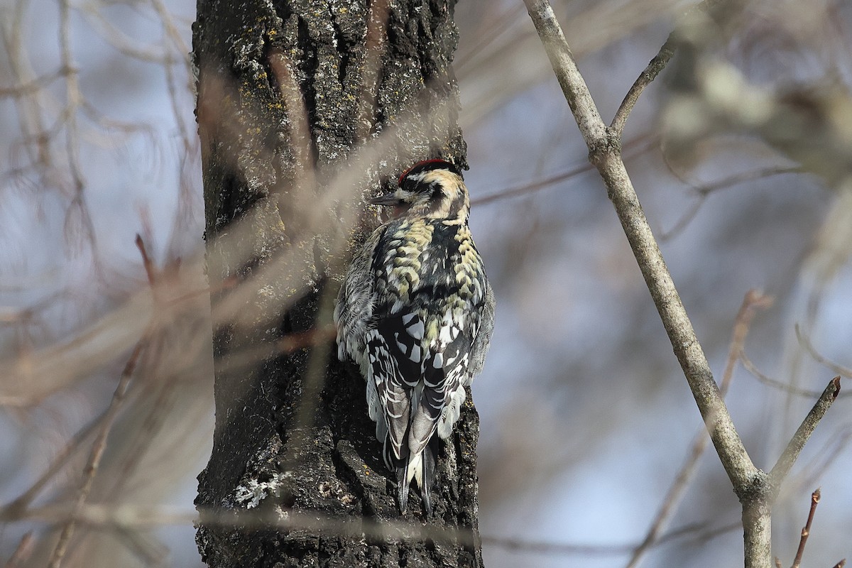 Gelbbauch-Saftlecker - ML649373373