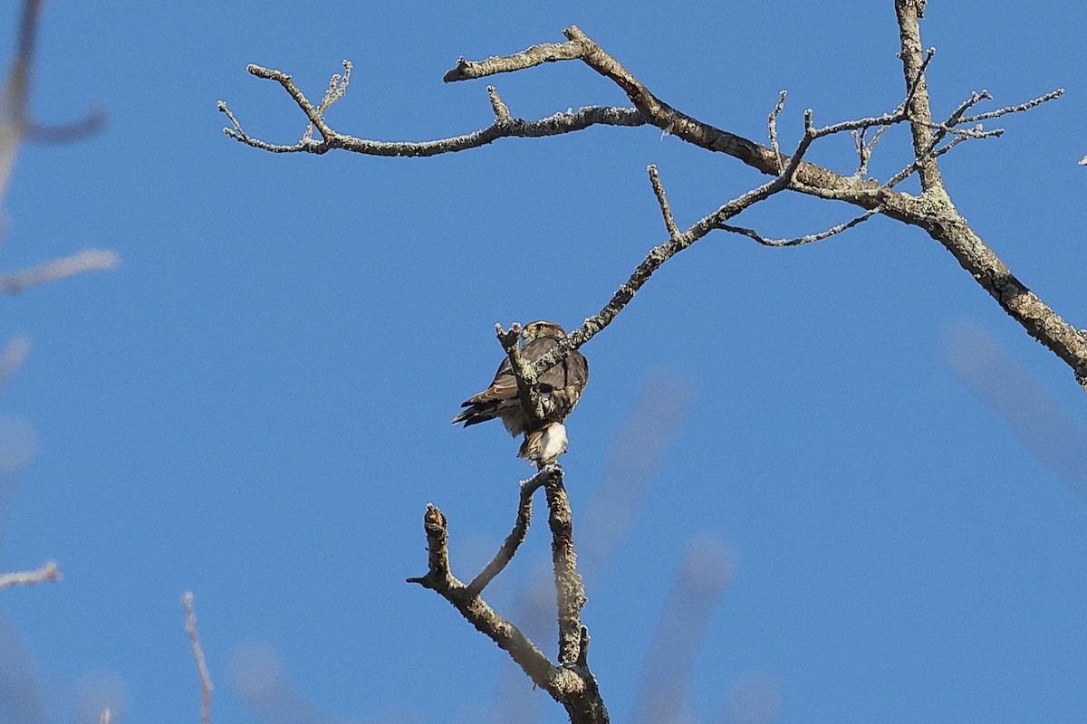 Merlin - ML649373385