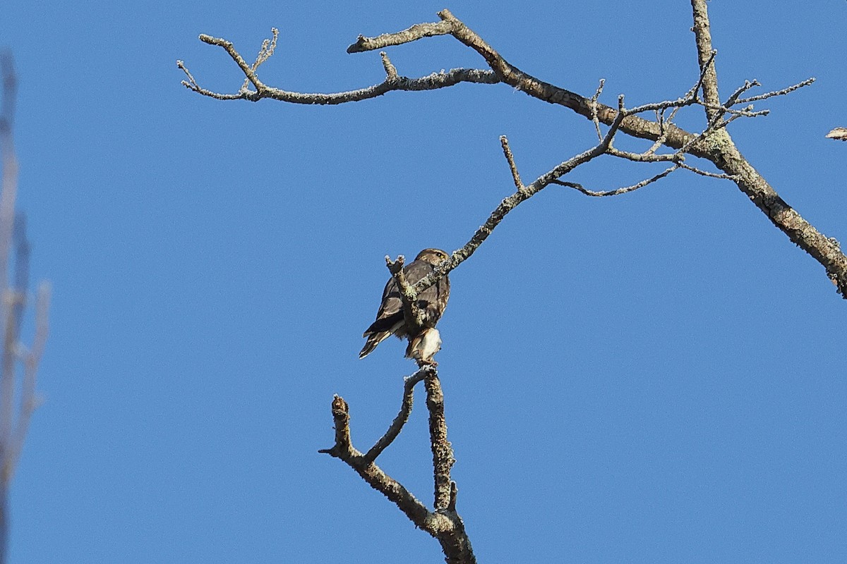 Merlin - ML649373386