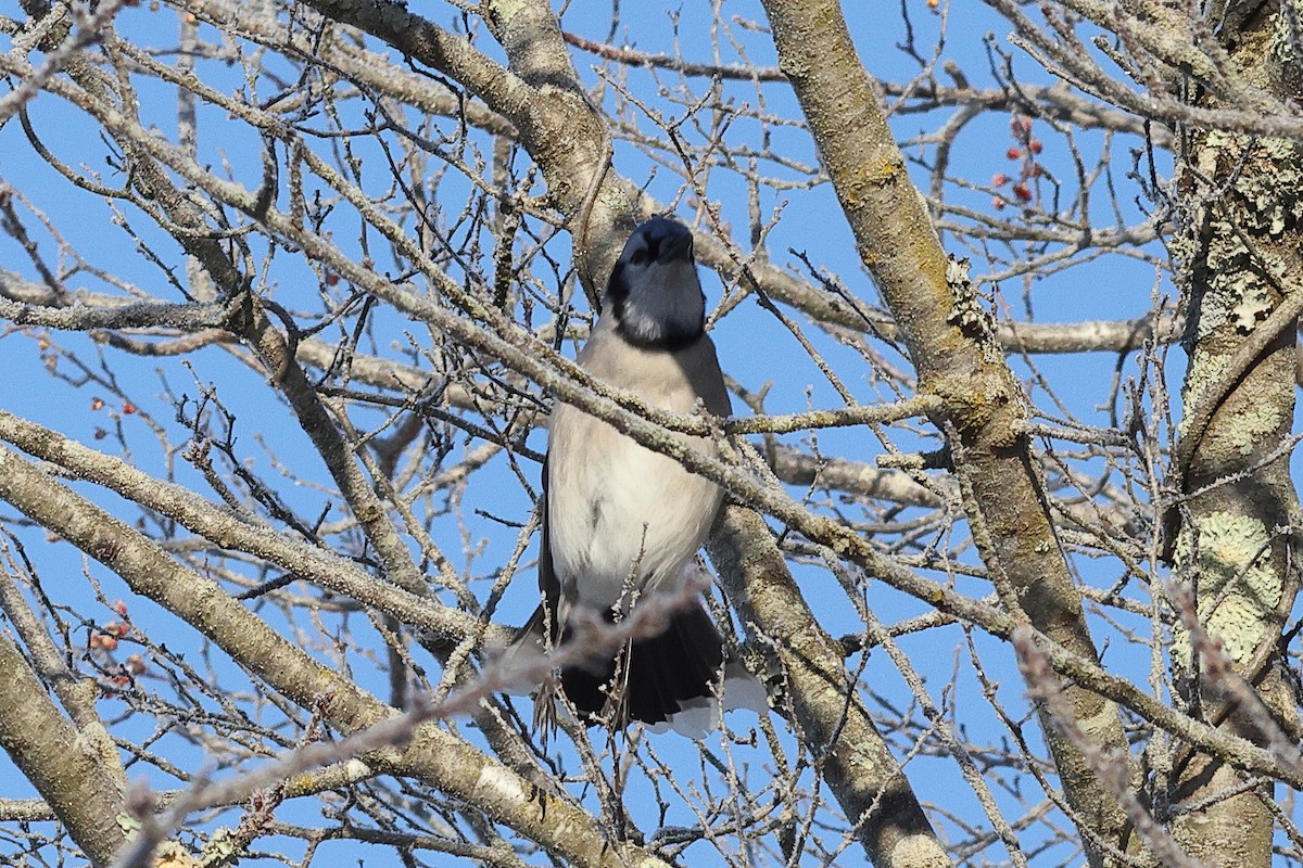 Blauhäher - ML649373393