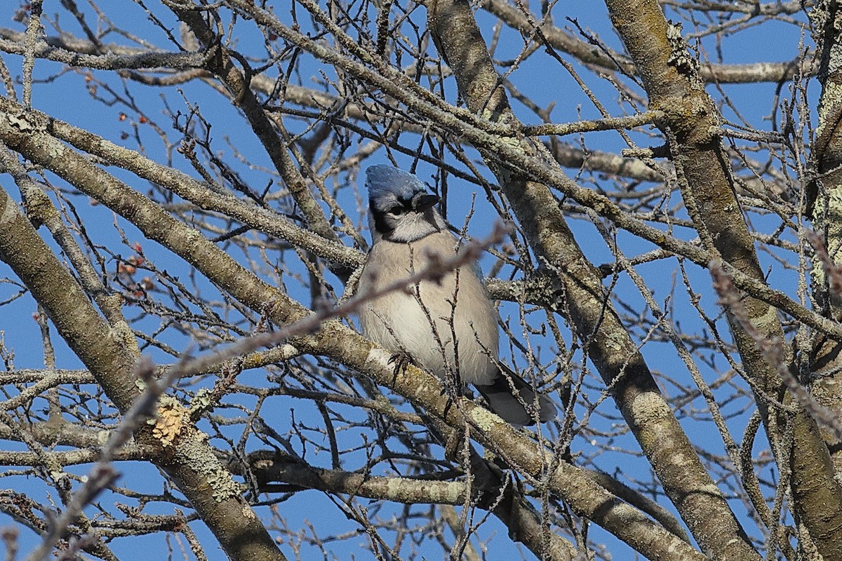 Blauhäher - ML649373394