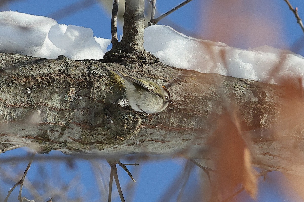 Indianergoldhähnchen - ML649373399